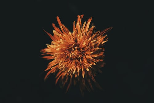 orange Chrysanthemum for samhain