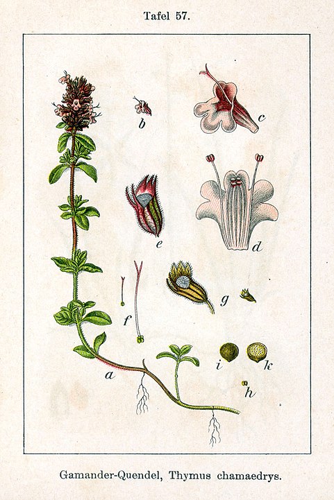thyme botanical drawing
