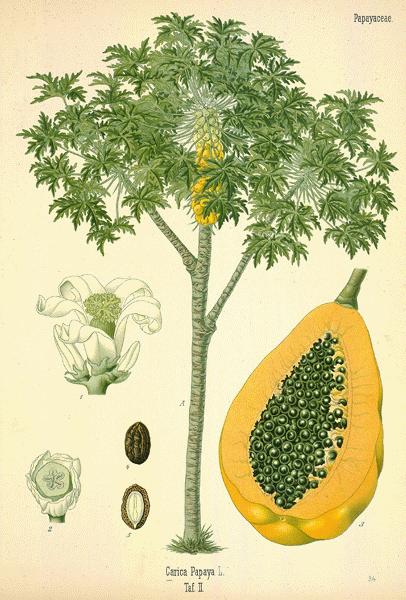 herbs for love #5 papaya botanical drawing