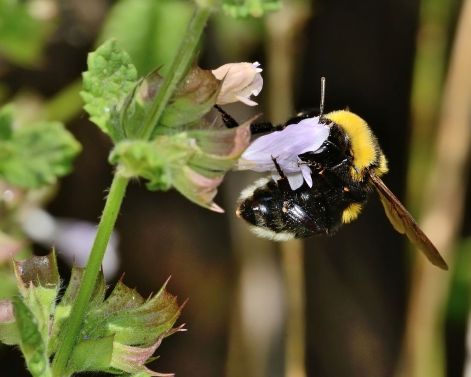 bumblebee with its head in a lemon balm flower
