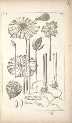 herbs for luck #9 lotus botanical illustration