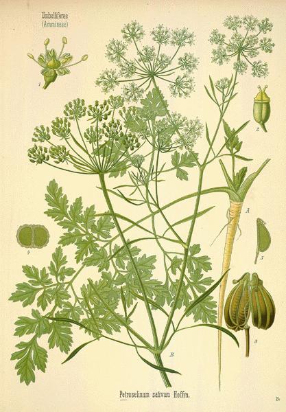 herbs for luck #11 parsley botanical illustration