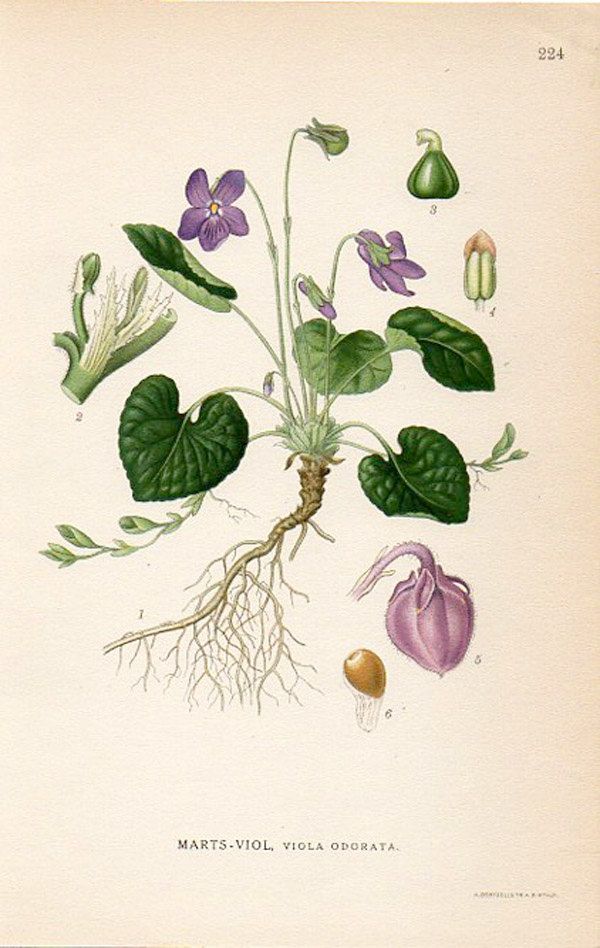 herbs for luck #14 violet botanical drawing