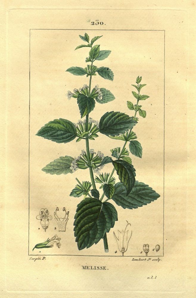 herbs for love #4 lemon balm botanical drawing