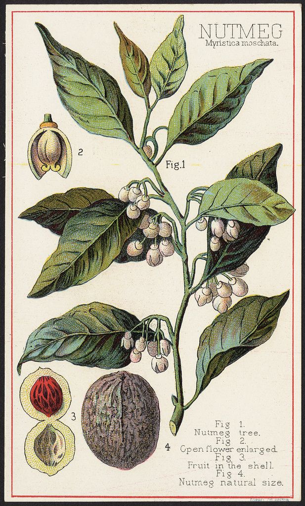 money herbs #9 nutmeg botanical drawing