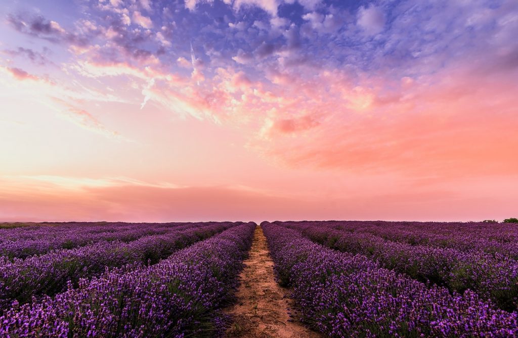 field of lavender at sunset