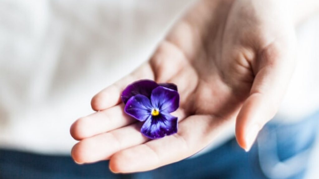 violet flower in hand 