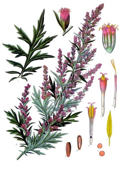 herbs for protection #9 mugwort botanical illustration