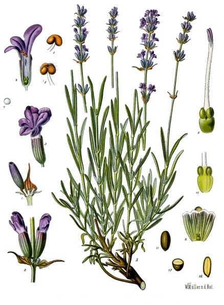 herbs for anxiety #5 lavender botanical illustration