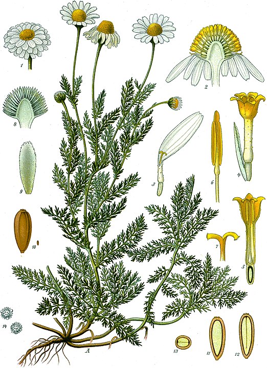 botanical illustration of Chamaemelum Nobile