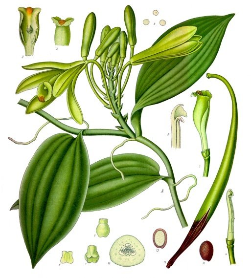 botanical illustration of vanilla planifolia