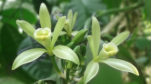 flower of vanilla planifloria