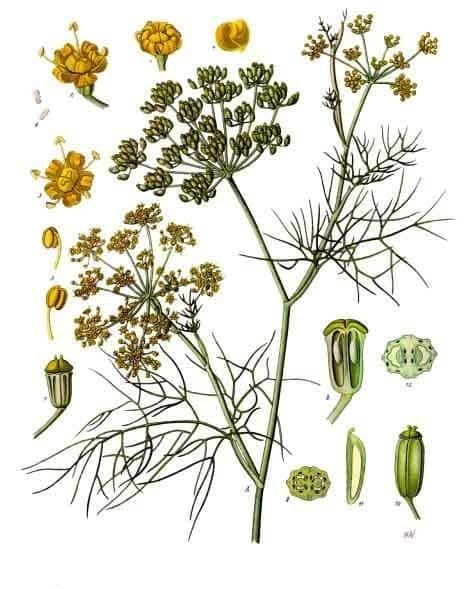 Foeniculum vulgare botanical illustration for magickal properties of fennel