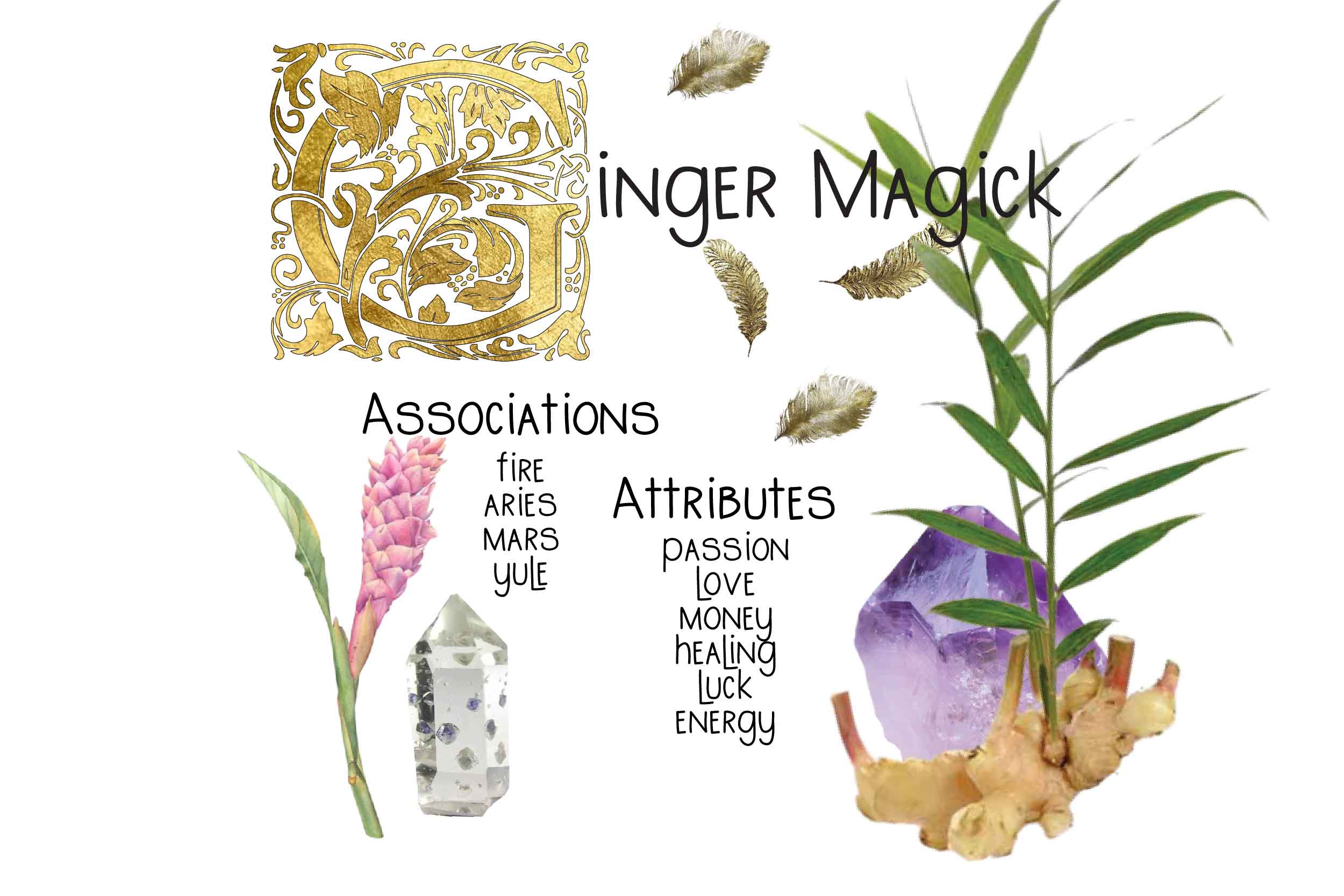 Ginger magickal properties