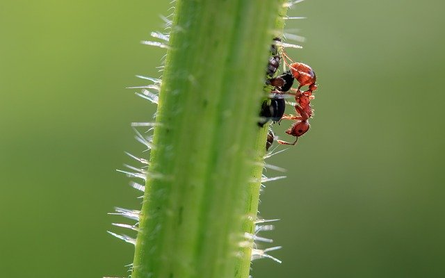 macro ant on nettle stem for magickal properties of nettles