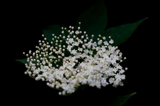 elderflower close up for the magickal properties of elderberry