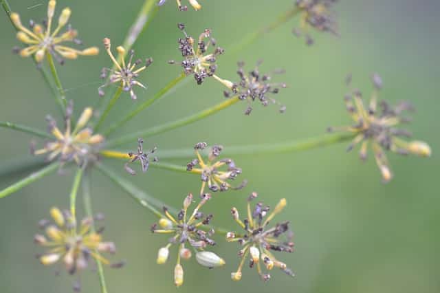 fennel seeds drying on stem 