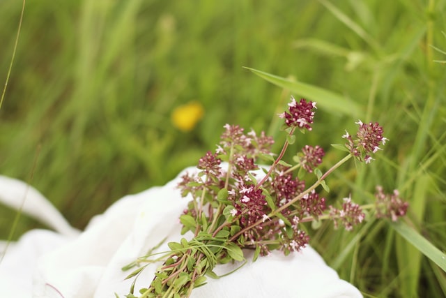 tied bundle of wild thyme